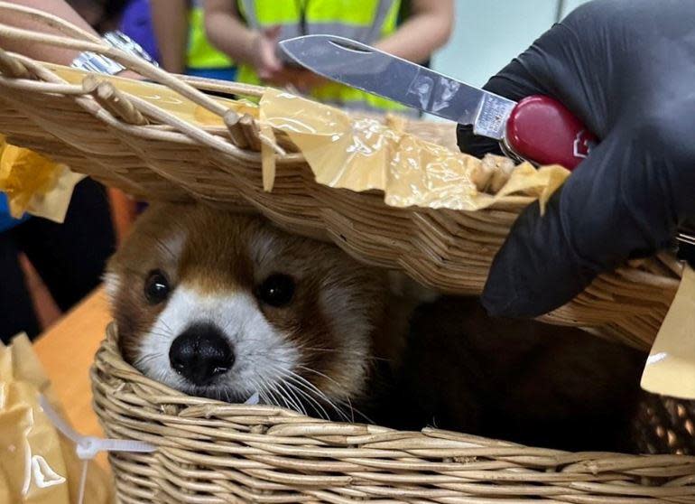 A confiscated red panda is seen inside luggage at Suvarnabhumi Airport after  authorities arrested Indian nationals who were allegedly trying to smuggle  wildlife, in Bangkok, Thailand, March 7, 2024. / Credit: Thai Customs Department/Handout/REUTERS