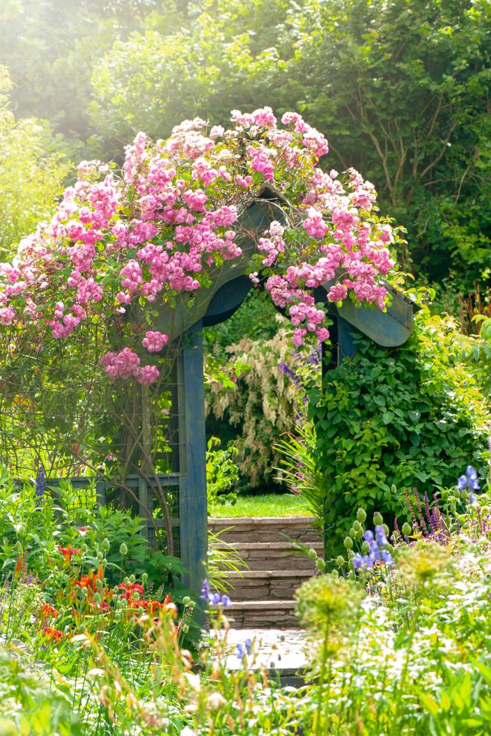 Clusters of roses transform an arbor.