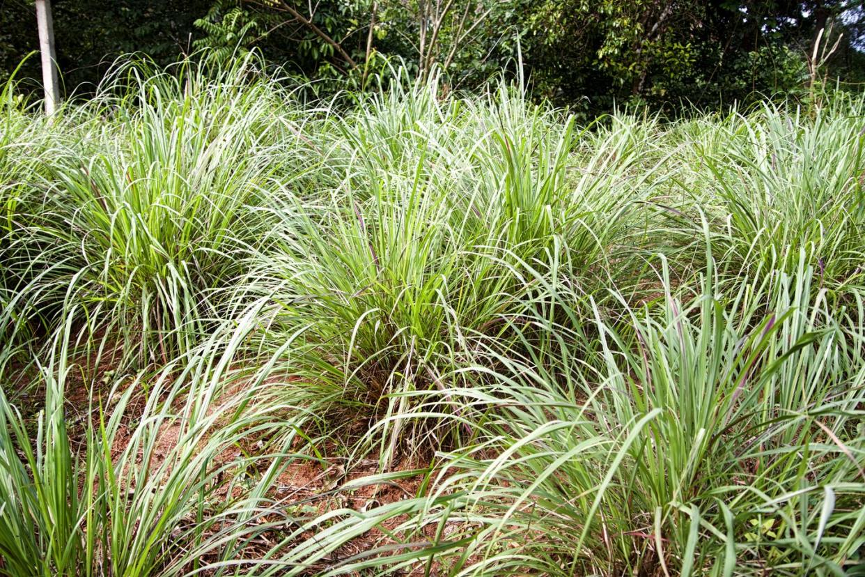 plants that repel mosquitoes lemongrass