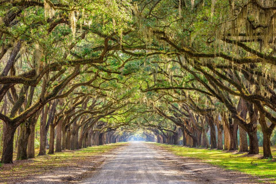 <p>Draped in a blanket of Spanish moss, Savannah was so beautiful that General Sherman refused to destroy it when the Union Army marched through eastern Georgia. In fact, on December 22, 1864, he sent a now-famous telegram to President Abraham Lincoln, offering the gleaming city as an early Christmas gift. It’s also the backdrop to perhaps one of the most famous movie scenes: Forrest Gump recounting the events that brought him to a particular bus stop in the quaint Southern city. </p> <p>Unlike many areas in the South, Savannah is a walking city, and one particularly beautiful place to stroll is up and down Bull Street, which is flanked by everything from a historic 1940s theater to a vintage bookshop. </p>