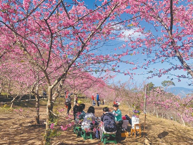 高雄市桃源區寶山櫻花公園河津櫻盛開約8成，讓山林呈現一片粉紅色系，吸引大批遊客上山賞櫻花。（林雅惠攝）