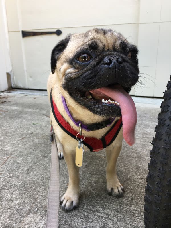 A pet dog who is believed to be the first dog in the U.S. to have tested positive for the coronavirus that causes COVID-19 in humans is seen in Chapel Hill