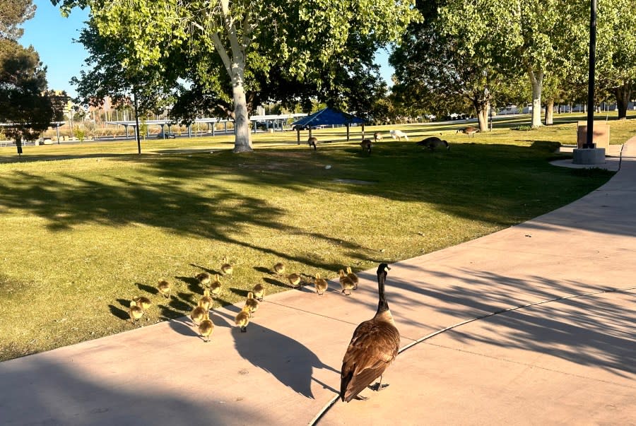 <em>The City of Las Vegas is sharing details about what they plan to do after a rise in crime was spotted at parks across the area. (KLAS)</em>