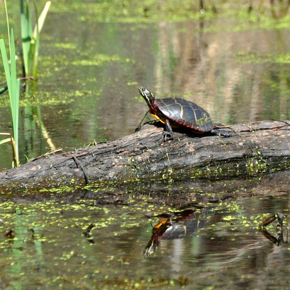 A turtle in Mill Pond in Acushnet, located at The Sawmill, a reservation created by the Buzzards Bay Coalition.