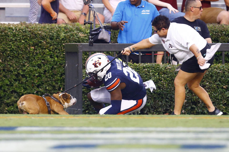 Auburn running back JaTarvious Whitlow (28) runs into the mascot for Mississippi State, Bully, after scoring a touchdown during the first half of an NCAA college football game, Saturday, Sept. 28, 2019, in Auburn, Ala. (AP Photo/Butch Dill)