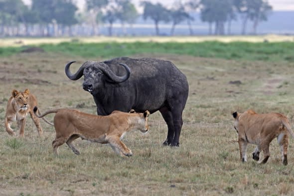 Buffalo fights off three lions in Kenya safari attack