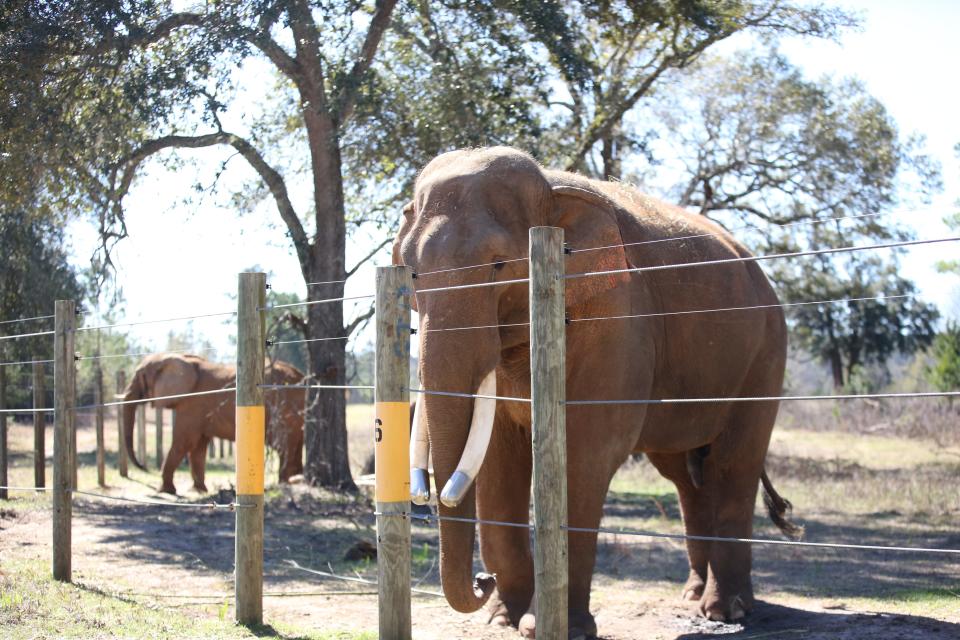 Bo, an Asian elephant, and Mundi, an African elephant, hang out together in one of their favorite spots in the refuge in Attapulgus, Georgia, Feb. 14, 2024.