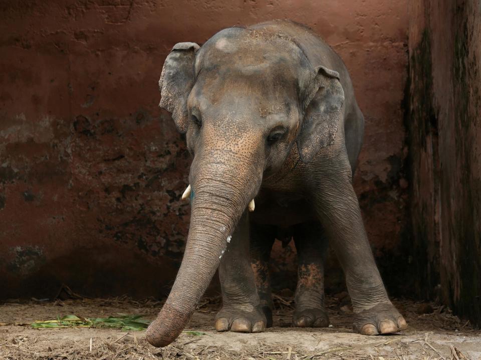 Kavaan the elephant stands at his enclosure at the Marghazar Zoo in Islamabad, Pakistan: Reuters