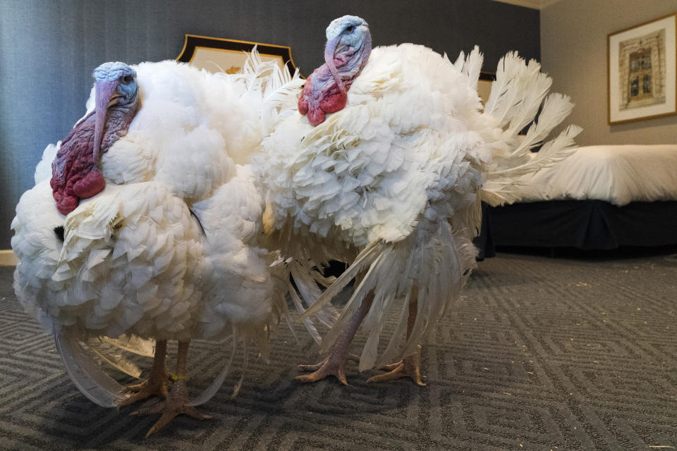 Corn, left, and Cob, two turkeys from Iowa who will attend the annual presidential pardon, strut their stuff inside their hotel room at the Willard Hotel, Monday, Nov. 23, 2020, in Washington. (AP Photo/Jacquelyn Martin)