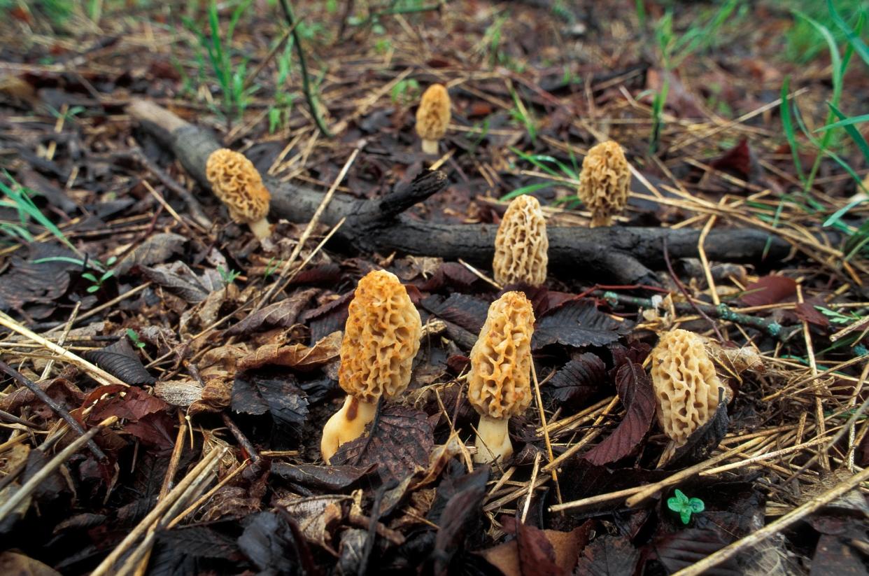 Morels are found on the ground in a variety of habitats, including moist woodlands and in river bottoms.