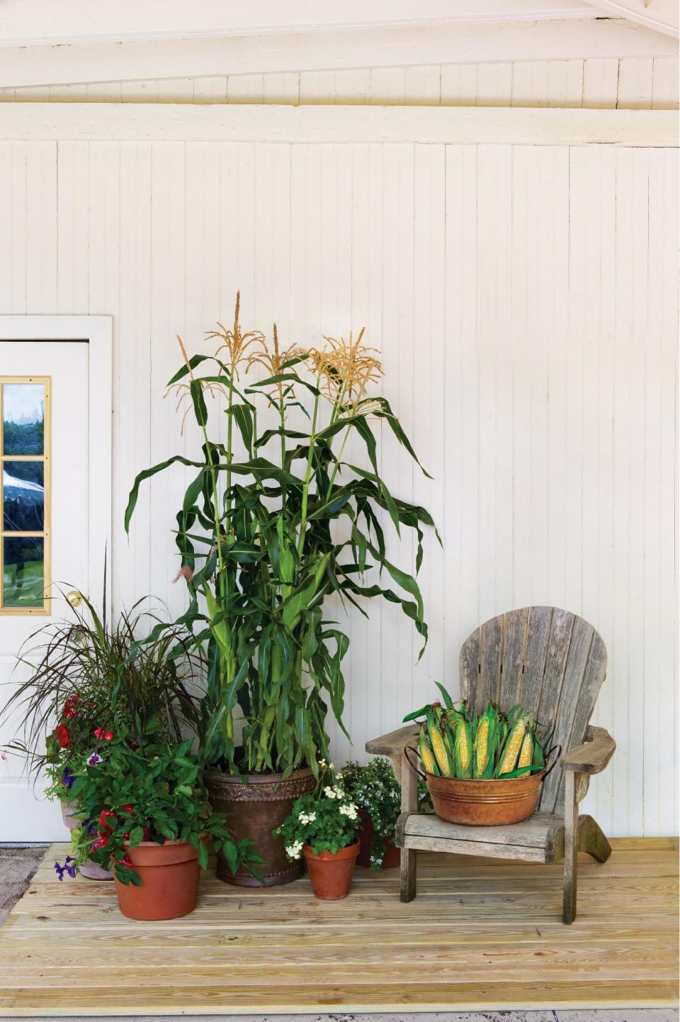 This undated publicity photo provided by Burpee shows sweet corn that is grown in a pot. No need to garden in large rectangles when you can plant edibles in 24-inch containers. On Deck Sweet Corn (Burpee) leads the parade of several high-yield vegetables being developed for patios or tight spaces. (AP Photo/Burpee)