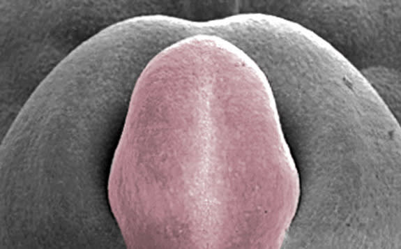 An embryonic chicken penis (false-colored red) viewed under a scanning electron microscope.