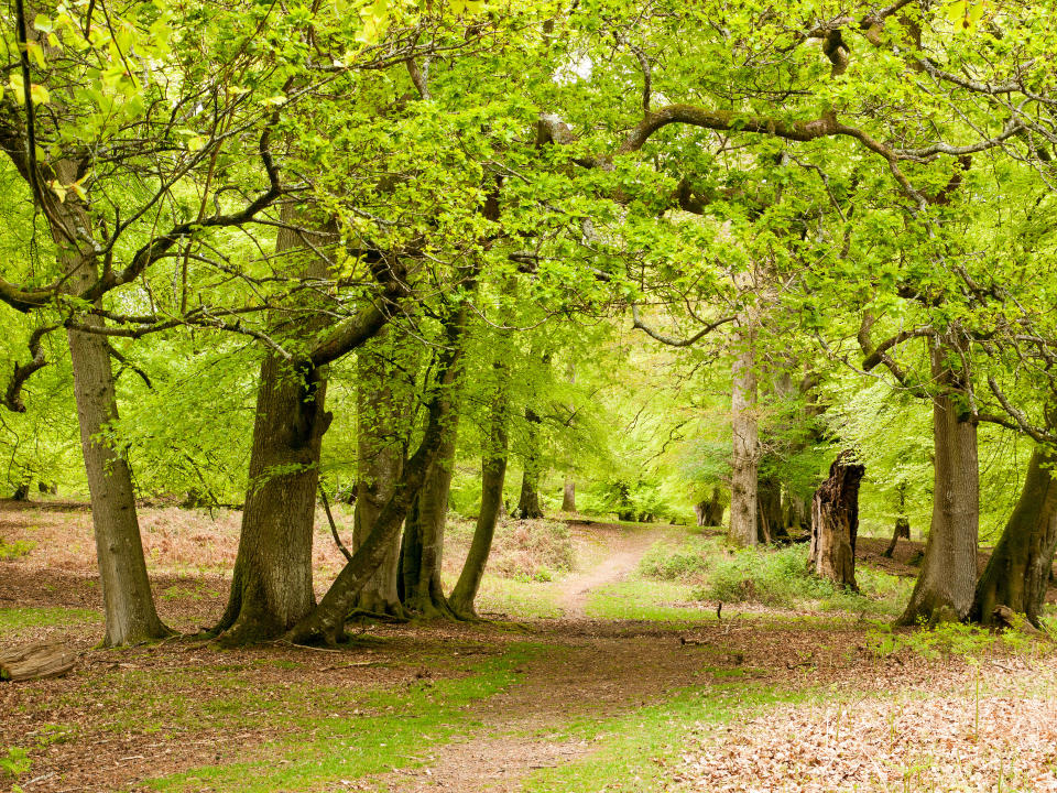 Cameras were hidden in the New Forest in Hampshire to capture the pine martens (Alamy/PA)