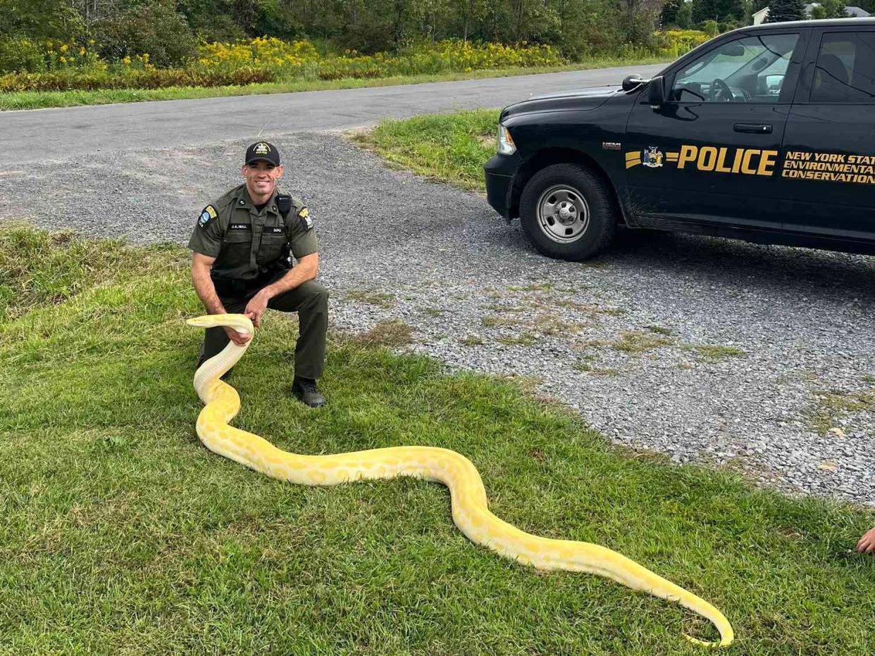 <p>NYS Department of Environmental Conservation/Facebook</p> A 13-foot python was seized from a N.Y. home