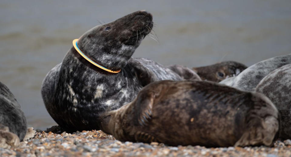 Just one of the seals discovered with a plastic ring strangling it. A seal Source: AAP