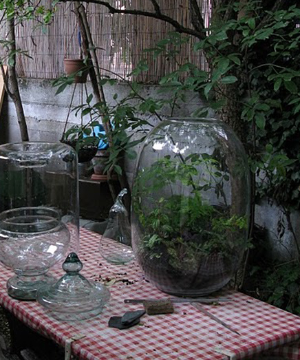 Giant Terrarium