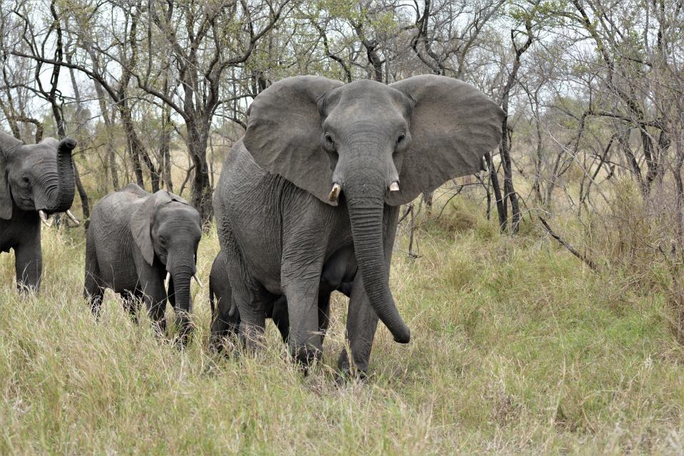 Elephants are common in Zambia, where Martin Gottschling, his wife, Joann, and daughter Adriana recently did missionary work.