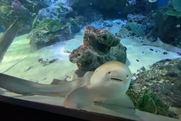 ▲一名女網友到品川水族館參觀時，看見一隻豹紋鯊呆在玻璃前「定格」發呆。（圖／twitter帳號omochi_nam01）