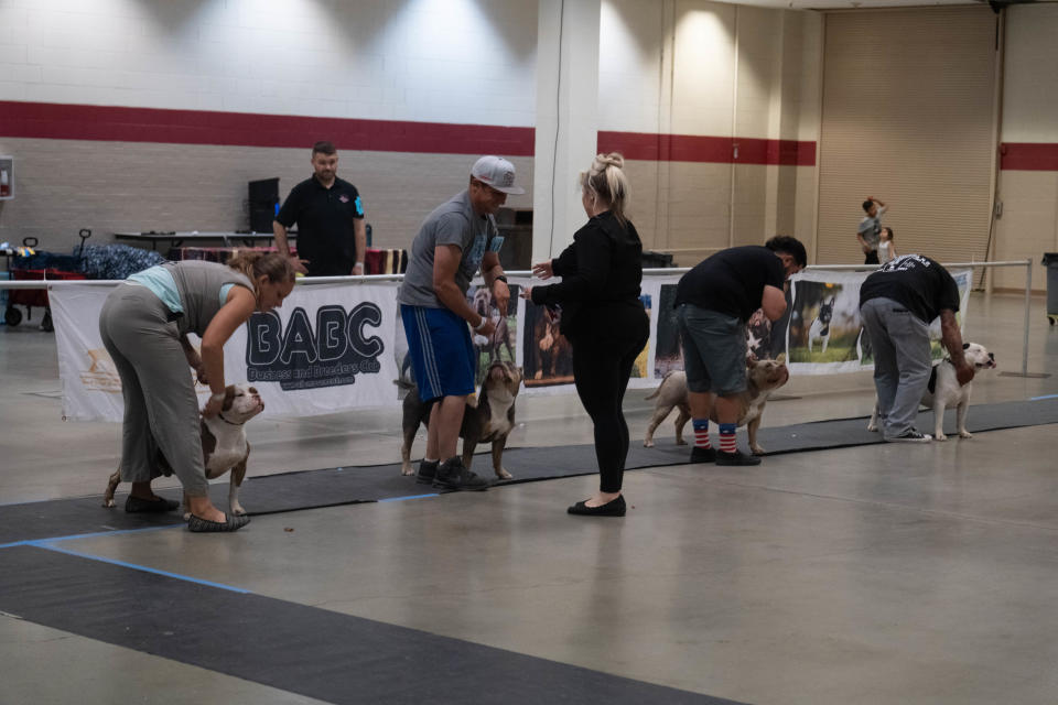 A judge looks over a group of dogs Saturday at the American Bully Kennel Club show at the Amarillo Civic Center.