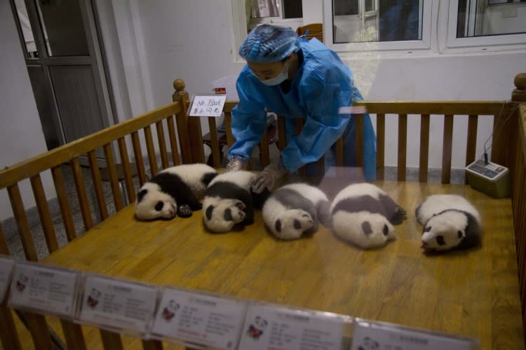 A conservation worker checks on the baby Panda cubs. <br> <a href="http://worldwildlife.org/pandas" rel="nofollow noopener" target="_blank" data-ylk="slk:Find out more at worldwildlife.org/pandas;elm:context_link;itc:0;sec:content-canvas" class="link ">Find out more at worldwildlife.org/pandas</a> Images Courtesy of Matthew Levin, Whitney Padgett, Krystal Vinck