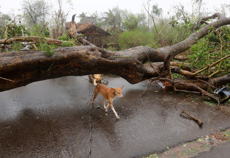 A dog walks under an uprooted tree following Cyclone Fani in Khordha district in the eastern state of Odisha, India, May 3, 2019. REUTERS/R Narendra