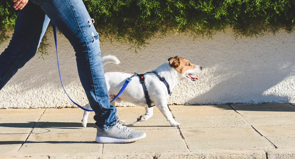 Dog owners in Germany may be forced to walk their dogs for a least an hour a day if a new law passes. Source: Getty Images