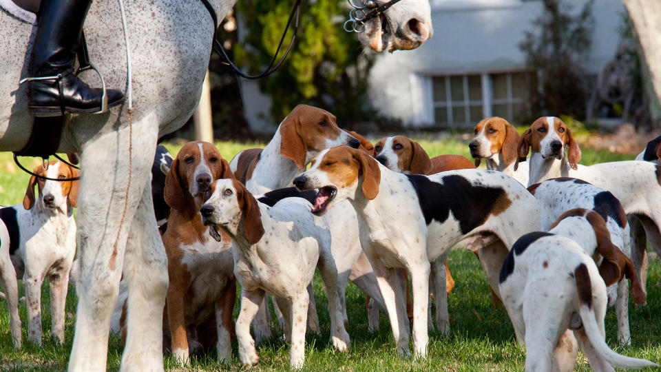 American Foxhound dog