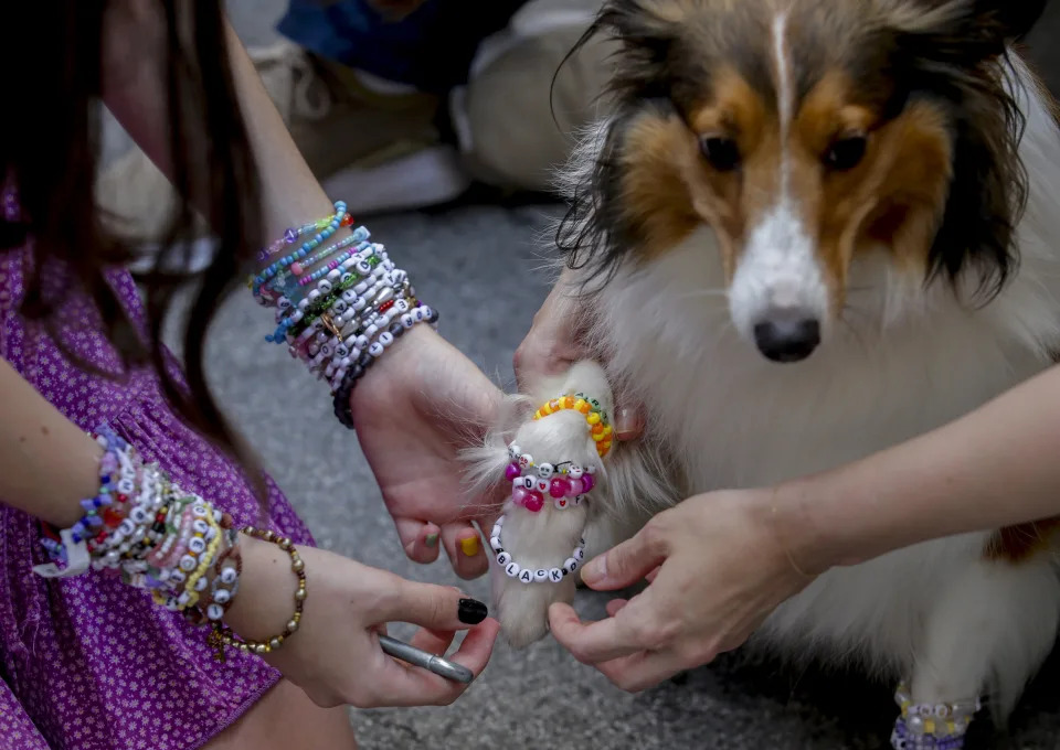 A dog is decorated with bracelets in the city centre in Vienna on Thursday, Aug.8, 2024. Organizers of three Taylor Swift concerts in the stadium in Vienna this week called them off on Wednesday after officials announced arrests over an apparent plot to launch an attack on an event in the Vienna area such as the concerts. (AP Photo/Heinz-Peter Bader)