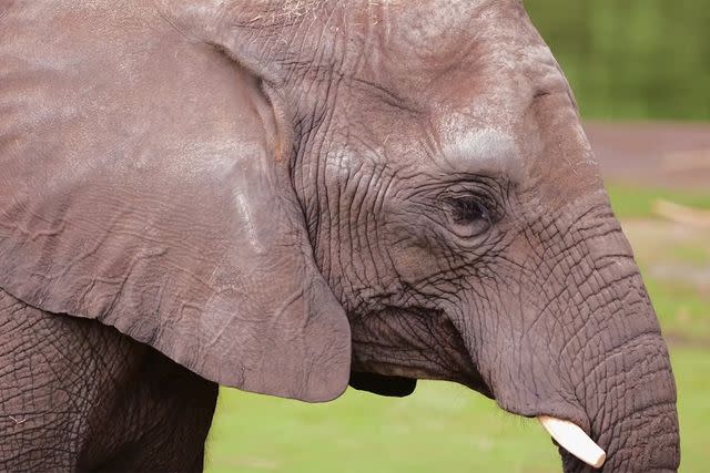 <p>Sedgwick County Zoo</p> Elephant at the Sedgwick County Zoo