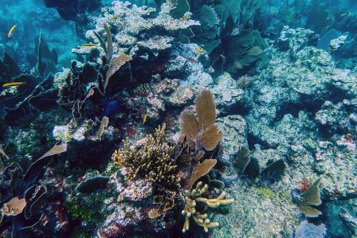 File: Dead coral sit on the ocean bed in the Straits of Florida near Key Largo, Florida, on Se (AFP via Getty Images)