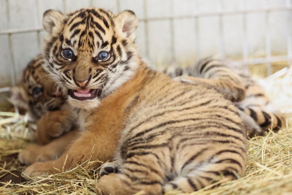 法國亞眠動物園迎來2隻蘇門答臘虎寶寶。路透社