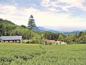 從龍雲農場房間往窗外望，可以見到茶田小屋和遠處的阿里山山脈。（周翠玲攝）