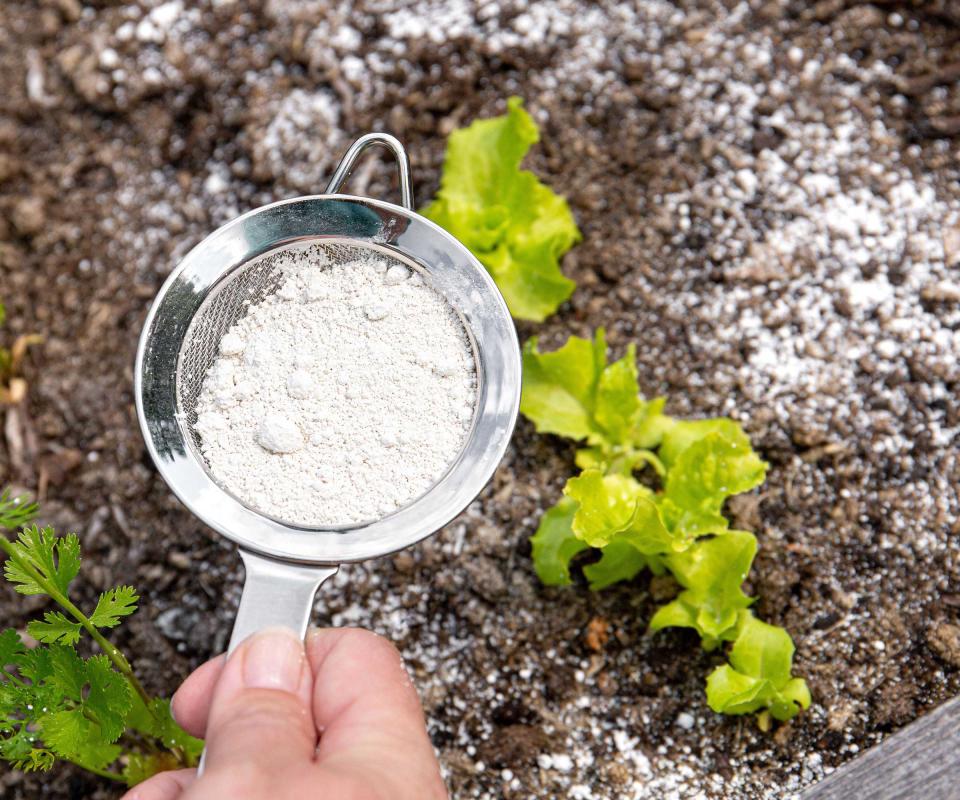 sprinkling diatomaceous earth onto garden