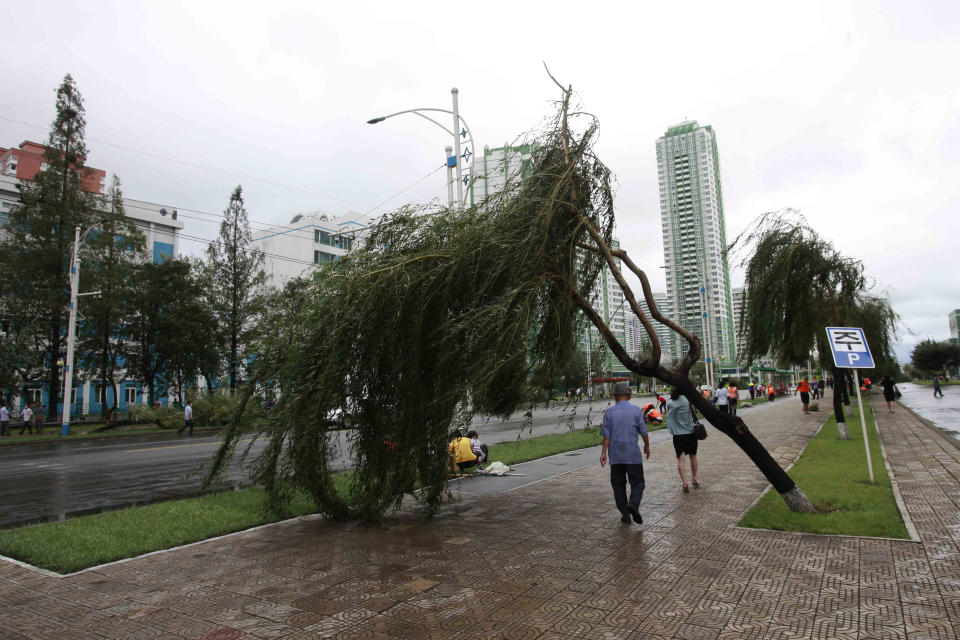 People walk under a damaged tree from a typhoon on a main road in Pyongyang, North Korea, Thursday, Aug. 27, 2020. A typhoon damaged homes and other buildings, flooded roads and toppled utility poles on the Korean Peninsula before weakening to a tropical storm. (AP Photo/Cha Song Ho)
