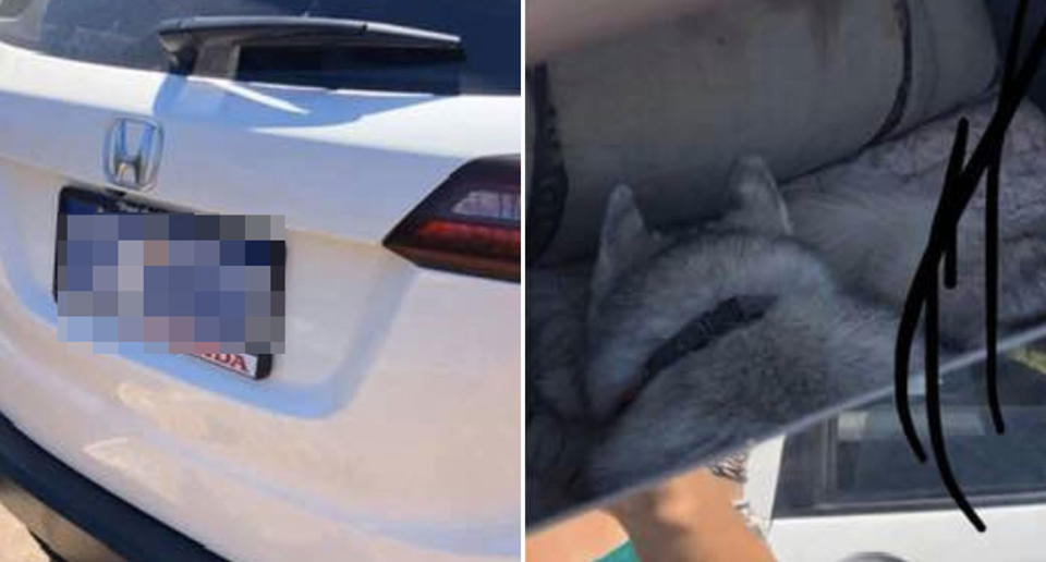 The back of a Honda is pictured and a husky is seen inside in another photo.