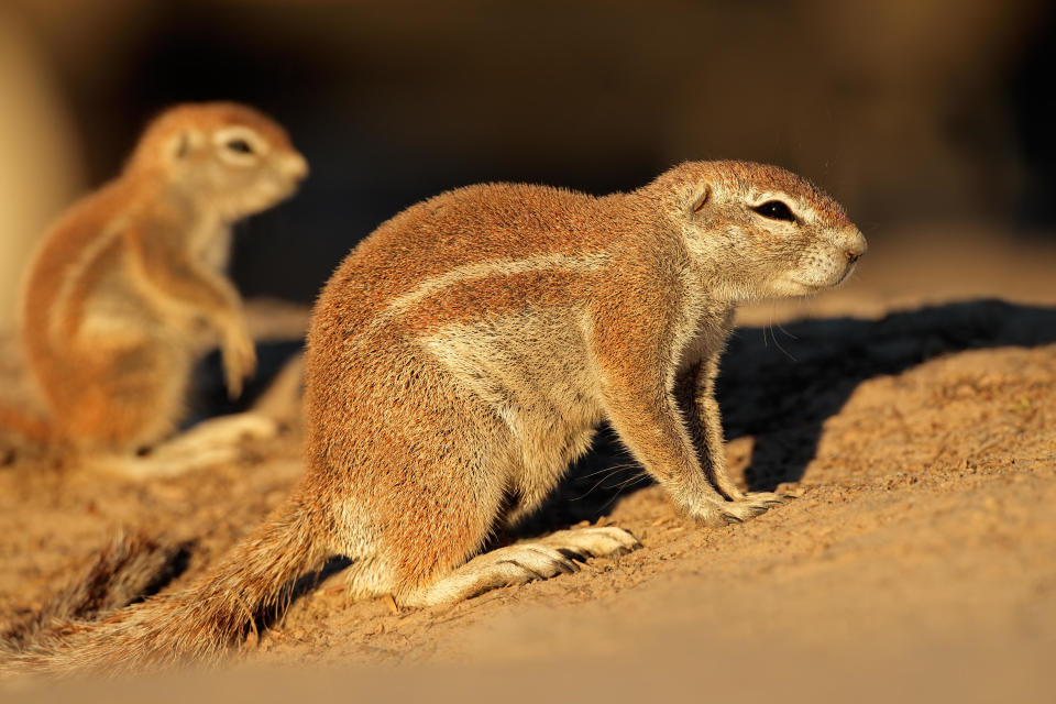 short-haired squirrel with a single stripe on its side