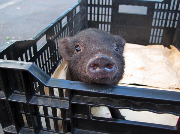 While this pig is resting comfortably in a milk crate at a fair, gestation crates are brutally small enclosures the pork industry uses to house breeding pigs. Cargill has made an announcement that it will now be eliminating the tight, restricti