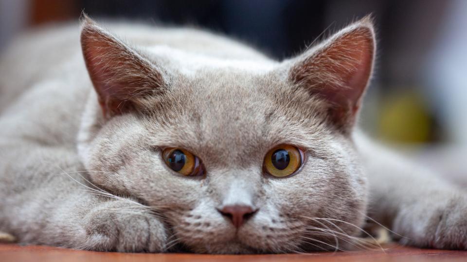 Scottish fold cat