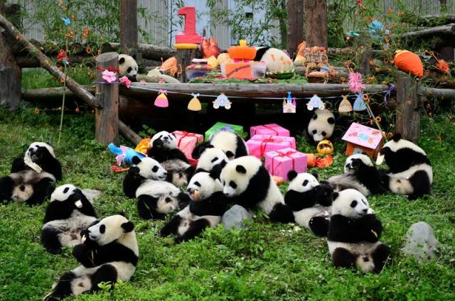 A brief history of 'panda diplomacy' - with new additions to global zoos