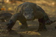 Komodowaran Komodo-Archipel, Indonesien © Kevin Flay © Paramount Pictures