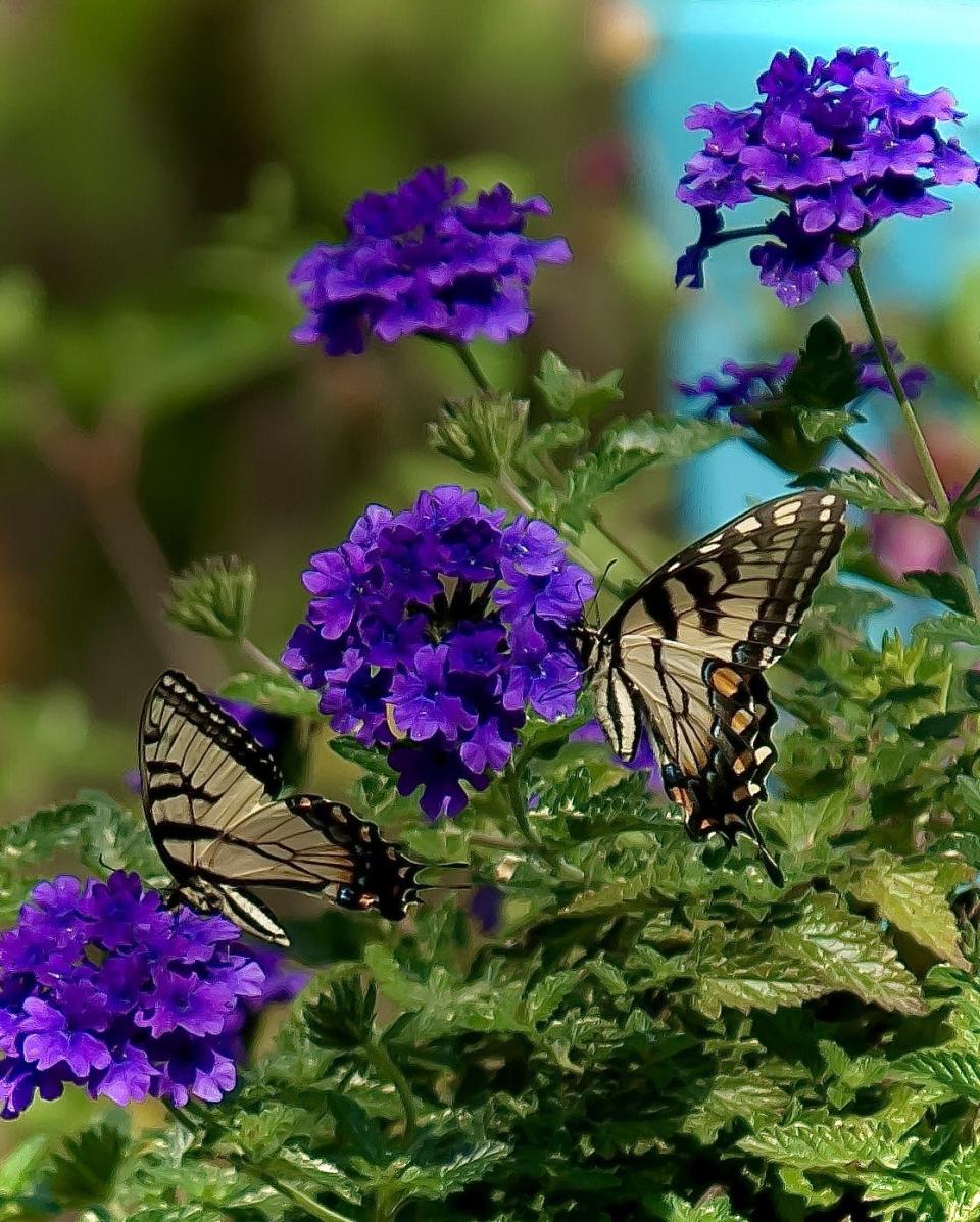 Superbena Cobalt verbena is prolific at attracting pollinators. Here a pair of Eastern Tiger Swallowtails share the nectar rich blooms.