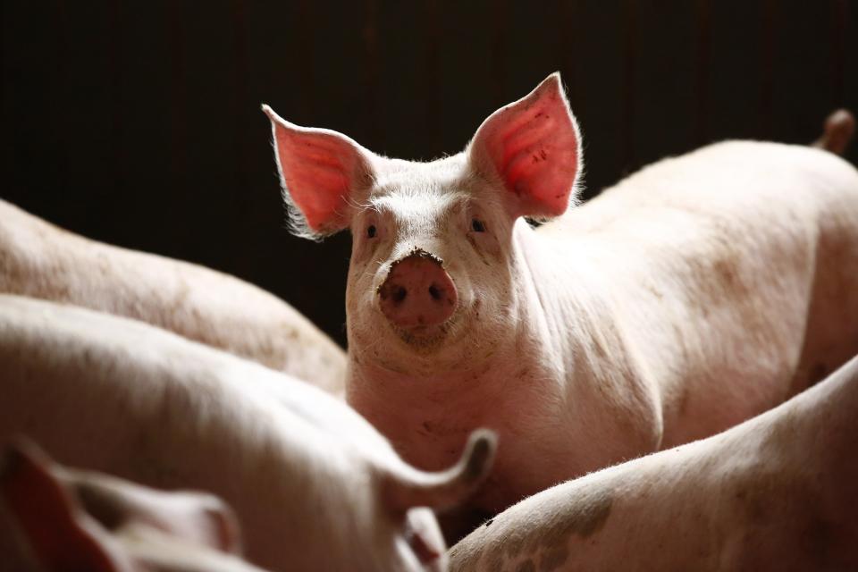 Pigs are seen in a piggery at a village near Warsaw April 10, 2014. Poland has asked the European Union to intervene in a spat over Russia banning imports of Polish pork and says that the case could be taken up by the World Trade Organisation (WTO). Russia suspended imports in February, citing concerns that cases of African swine fever among wild boars in Poland could spread to farmed pigs. REUTERS/Kacper Pempel (POLAND - Tags: ANIMALS HEALTH POLITICS BUSINESS)