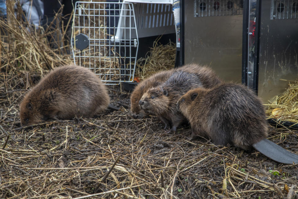 Beavers