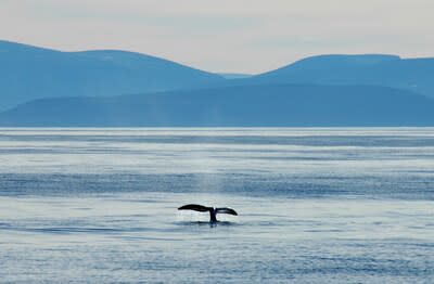 Bowhead whale (Balaena mysticetus) flukes in Isabella Bay, Nunavut, Canada (CNW Group/World Wildlife Fund Canada)