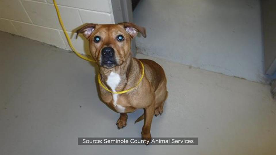 Seminole County Animal Services announced Friday that the shelter is over capacity and offering $5 dog adoptions to help make room.