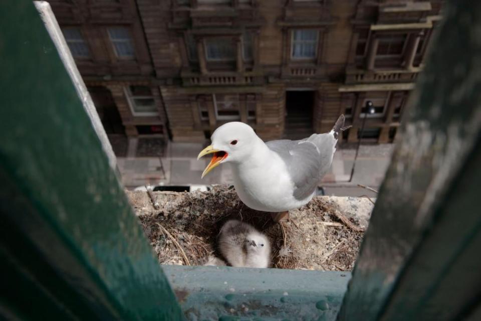 A gull-like seabird stands over its chick in a nest on the ledge of a bridge