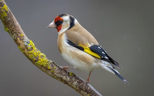 A raid on a home near Barcelona found hundreds of finches caged in poor conditions - David Briard