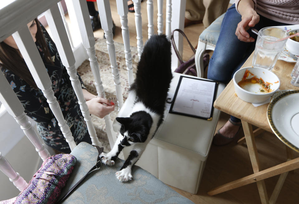 A visitor strokes a cat in the newly opened Lady Dinah's Cat Emporium in London, Friday, April 4, 2014. Feline company is exactly what one of London’s newest cafes is offering _ and stressed-out city-dwellers are lapping it up. “People do want to have pets and in tiny flats, you can’t,” said cafe owner Lauren Pears, who opened Lady Dinah’s Cat Emporium last month in an area east of the city’s financial district. (AP Photo/Sang Tan)