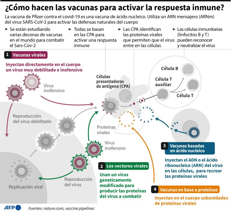 ¿Cómo hacen las vacunas para activar la respuesta inmune?