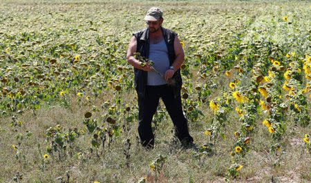 Farmer Holger Lampe poses with a sunflower plant in a dried out sunflowers field near Breydin, Germany, July 30, 2018. REUTERS/Fabrizio Bensch